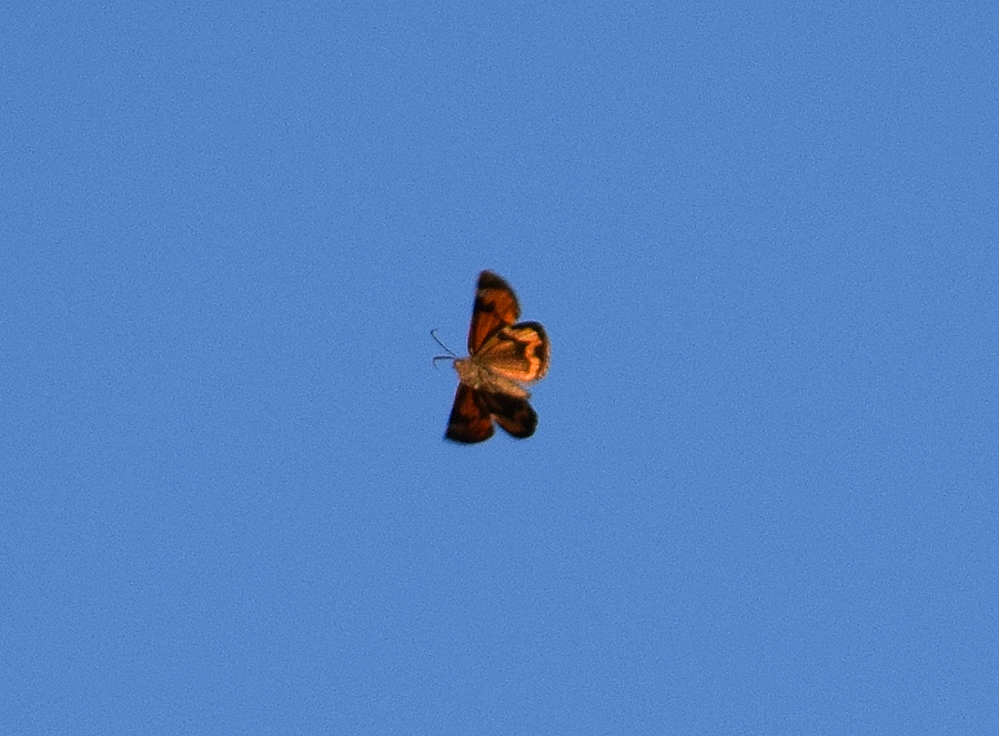 Sfarfallamenti di Boudinotiana notha - Geometridae